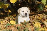 LABRADOR 322